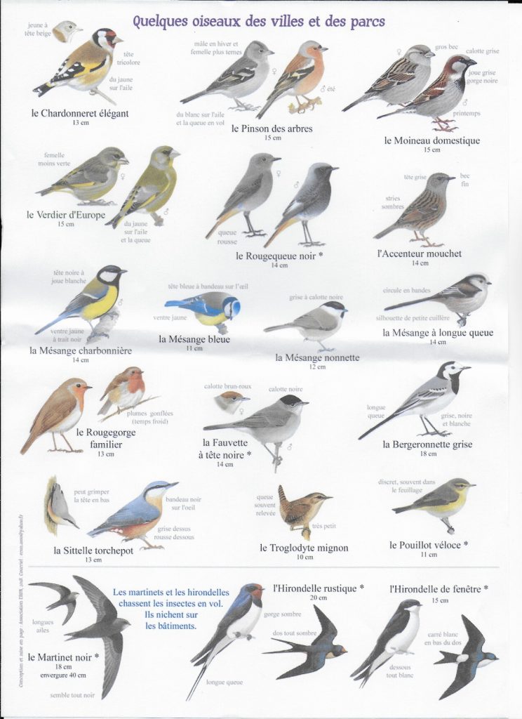 5) Quelques oiseaux des villes