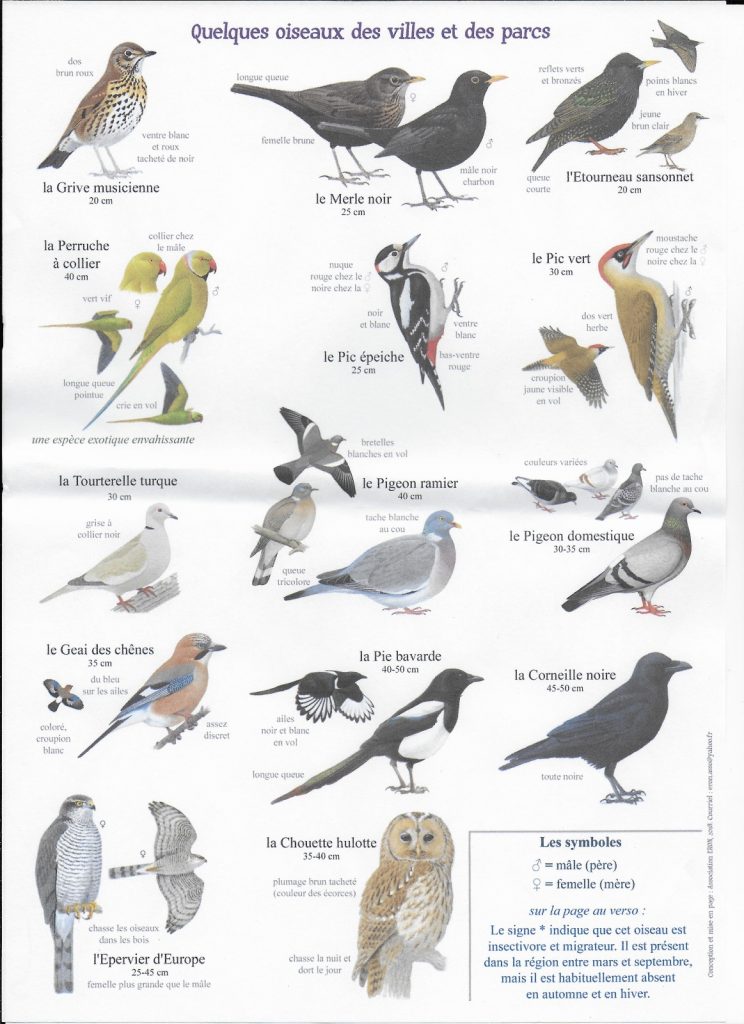 6) Quelques oiseaux des villes