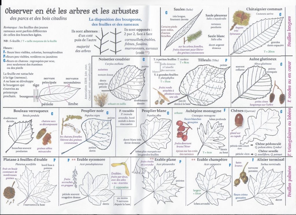 7) Observer en été arbres et arbustes